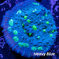Chalice Coral-  Hollywood Stunner  Chalice WYSIWYG 5cm Chalice Coral-  Hollywood Stunner  Chalice WYSIWYG 5cm LPS Chalice Coral-  Hollywood Stunner  Chalice WYSIWYG 5cm Zeo Box Reef