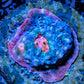 Chalice Coral- Chalice Frag Chalice Coral- Chalice Frag LPS Chalice Coral- Chalice Frag Zeo Box Reef