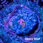 Chalice Coral- Chalice Frag Chalice Coral- Chalice Frag LPS Chalice Coral- Chalice Frag Zeo Box Reef