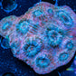 Chalice Coral- Ultra  WYSIWYG 6cm Chalice Coral- Ultra  WYSIWYG 6cm LPS Chalice Coral- Ultra  WYSIWYG 6cm Zeo Box Reef