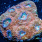 Chalice Coral- Ultra  WYSIWYG 6cm Chalice Coral- Ultra  WYSIWYG 6cm LPS Chalice Coral- Ultra  WYSIWYG 6cm Zeo Box Reef