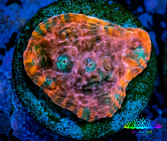 Chalice Coral-  Chalice Frag WYSIWYG C1R4B1 Chalice Coral-  Chalice Frag WYSIWYG C1R4B1 LPS Chalice Coral-  Chalice Frag WYSIWYG C1R4B1 Zeo Box Reef