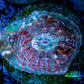 Chalice Coral-  Chalice Frag WYSIWYG C2R4B1 Chalice Coral-  Chalice Frag WYSIWYG C2R4B1 LPS Chalice Coral-  Chalice Frag WYSIWYG C2R4B1 Zeo Box Reef