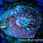 Chalice Coral-  Chalice Frag WYSIWYG C2R4B1 Chalice Coral-  Chalice Frag WYSIWYG C2R4B1 LPS Chalice Coral-  Chalice Frag WYSIWYG C2R4B1 Zeo Box Reef