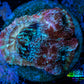 Chalice Coral-  Chalice Frag WYSIWYG C3R4B1 Chalice Coral-  Chalice Frag WYSIWYG C3R4B1 LPS Chalice Coral-  Chalice Frag WYSIWYG C3R4B1 Zeo Box Reef