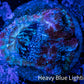 Chalice Coral-  Chalice Frag WYSIWYG C3R4B1 Chalice Coral-  Chalice Frag WYSIWYG C3R4B1 LPS Chalice Coral-  Chalice Frag WYSIWYG C3R4B1 Zeo Box Reef