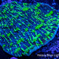 Chalice Coral- Ultra Acid Rain  WYSIWYG 7cm Chalice Coral- Ultra Acid Rain  WYSIWYG 7cm LPS Chalice Coral- Ultra Acid Rain  WYSIWYG 7cm Zeo Box Reef
