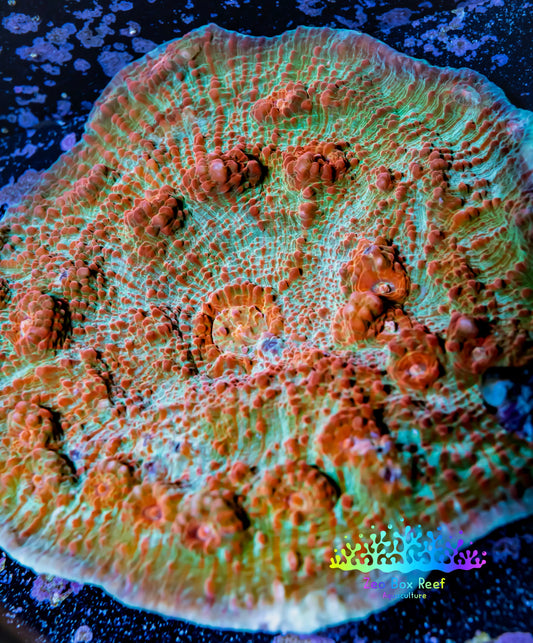 Chalice Coral- Ultra  WYSIWYG 10cm Chalice Coral- Ultra  WYSIWYG 10cm LPS Chalice Coral- Ultra  WYSIWYG 10cm Zeo Box Reef