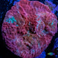 Chalice Coral- Ultra   WYSIWYG 5cm Chalice Coral- Ultra   WYSIWYG 5cm LPS Chalice Coral- Ultra   WYSIWYG 5cm Zeo Box Reef