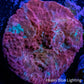 Chalice Coral- Ultra   WYSIWYG 5cm Chalice Coral- Ultra   WYSIWYG 5cm LPS Chalice Coral- Ultra   WYSIWYG 5cm Zeo Box Reef