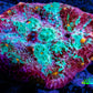 Chalice Coral- Ultra  WYSIWYG 8cm Chalice Coral- Ultra  WYSIWYG 8cm LPS Chalice Coral- Ultra  WYSIWYG 8cm Zeo Box Reef