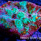 Chalice Coral- Ultra  WYSIWYG 8cm Chalice Coral- Ultra  WYSIWYG 8cm LPS Chalice Coral- Ultra  WYSIWYG 8cm Zeo Box Reef