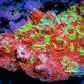 Chalice Coral- Ultra Water Melon 🍉  WYSIWYG 8cm Chalice Coral- Ultra Water Melon 🍉  WYSIWYG 8cm LPS Chalice Coral- Ultra Water Melon 🍉  WYSIWYG 8cm Zeo Box Reef