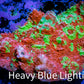 Chalice Coral- Ultra Water Melon 🍉  WYSIWYG 8cm Chalice Coral- Ultra Water Melon 🍉  WYSIWYG 8cm LPS Chalice Coral- Ultra Water Melon 🍉  WYSIWYG 8cm Zeo Box Reef
