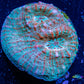 Chalice Coral-   WYSIWYG Frag Chalice Coral-   WYSIWYG Frag LPS Chalice Coral-   WYSIWYG Frag Zeo Box Reef