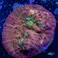 Chalice Coral-   WYSIWYG Frag Chalice Coral-   WYSIWYG Frag LPS Chalice Coral-   WYSIWYG Frag Zeo Box Reef