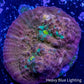 Chalice Coral-   WYSIWYG Frag Chalice Coral-   WYSIWYG Frag LPS Chalice Coral-   WYSIWYG Frag Zeo Box Reef