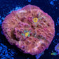 Chalice Coral-   WYSIWYG Frag Chalice Coral-   WYSIWYG Frag LPS Chalice Coral-   WYSIWYG Frag Zeo Box Reef