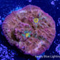 Chalice Coral-   WYSIWYG Frag Chalice Coral-   WYSIWYG Frag LPS Chalice Coral-   WYSIWYG Frag Zeo Box Reef
