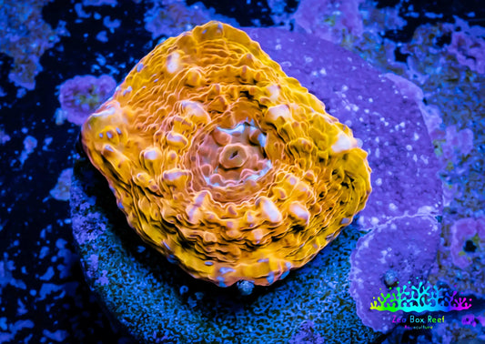 Chalice Frag Pack 3x Chalice Frags WYSIWYG Chalice Frag Pack 3x Chalice Frags WYSIWYG  Chalice Frag Pack 3x Chalice Frags WYSIWYG Zeo Box Reef Aquaculture