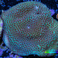 Cherry Polyp Porites Coral Frag WYSIWYG Cherry Polyp Porites Coral Frag WYSIWYG SPS Cherry Polyp Porites Coral Frag WYSIWYG Zeo Box Reef