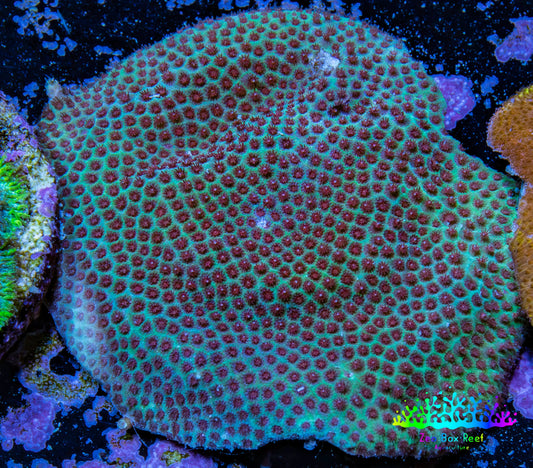 Cherry Polyp Porites Coral Frag WYSIWYG Cherry Polyp Porites Coral Frag WYSIWYG SPS Cherry Polyp Porites Coral Frag WYSIWYG Zeo Box Reef