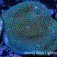 Cherry Polyp Porites Coral Frag WYSIWYG Cherry Polyp Porites Coral Frag WYSIWYG SPS Cherry Polyp Porites Coral Frag WYSIWYG Zeo Box Reef