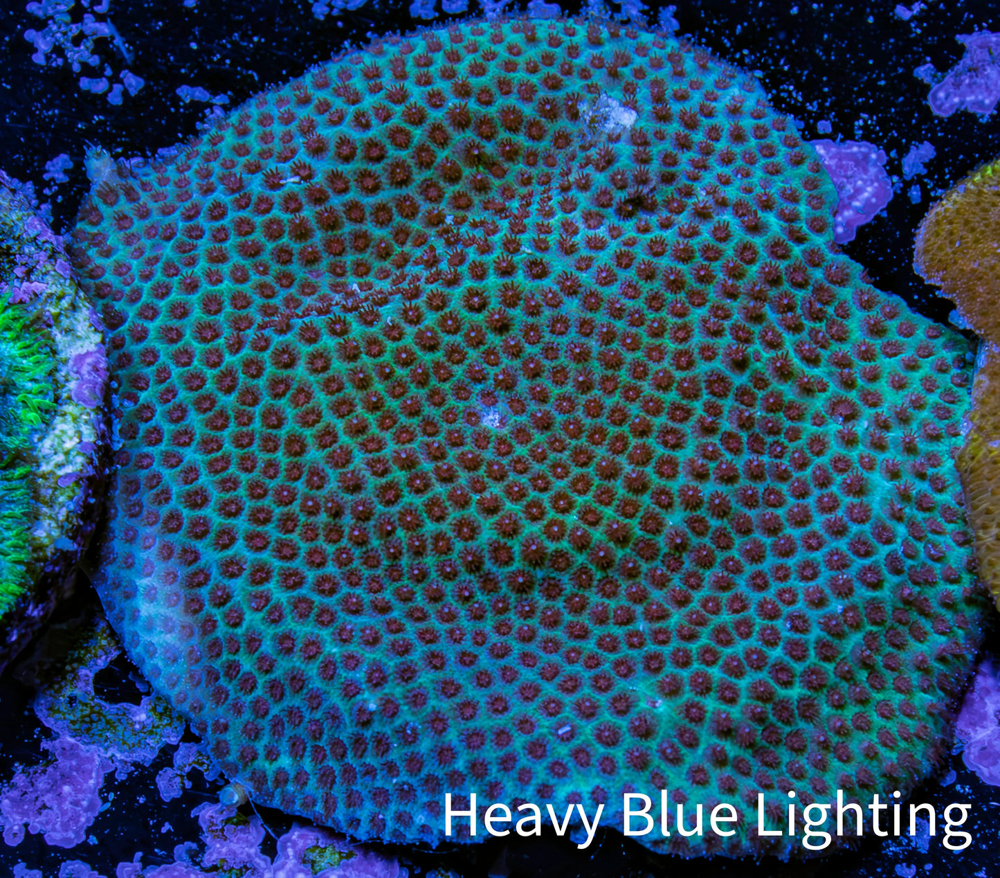 Cherry Polyp Porites Coral Frag WYSIWYG Cherry Polyp Porites Coral Frag WYSIWYG SPS Cherry Polyp Porites Coral Frag WYSIWYG Zeo Box Reef