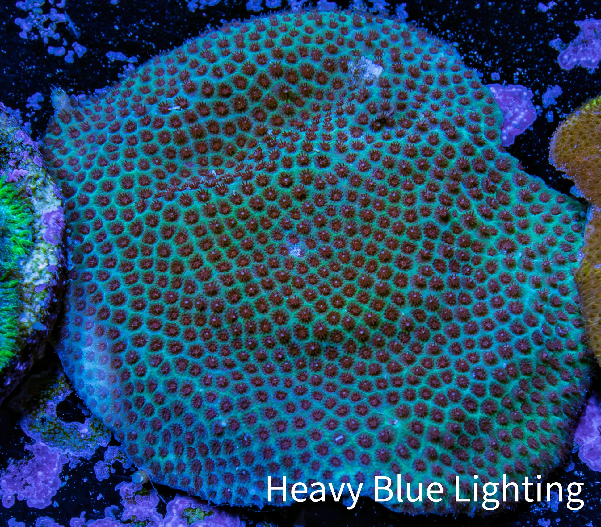 Cherry Polyp Porites Coral Frag WYSIWYG Cherry Polyp Porites Coral Frag WYSIWYG SPS Cherry Polyp Porites Coral Frag WYSIWYG Zeo Box Reef