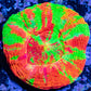 Copy of Scolymia Australis- Ultra Bleeding Apple  Scoly Coral 3cm WYSIWYG Copy of Scolymia Australis- Ultra Bleeding Apple  Scoly Coral 3cm WYSIWYG LPS Copy of Scolymia Australis- Ultra Bleeding Apple  Scoly Coral 3cm WYSIWYG Zeo Box Reef