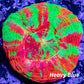 Copy of Scolymia Australis- Ultra Bleeding Apple  Scoly Coral 3cm WYSIWYG Copy of Scolymia Australis- Ultra Bleeding Apple  Scoly Coral 3cm WYSIWYG LPS Copy of Scolymia Australis- Ultra Bleeding Apple  Scoly Coral 3cm WYSIWYG Zeo Box Reef
