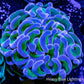 Ultra Hammer Coral -  WYSIWYG 5cm Ultra Hammer Coral -  WYSIWYG 5cm Aquarium Decor Ultra Hammer Coral -  WYSIWYG 5cm Zeo Box Reef