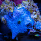 Corellamorph - Blue Mushroom Coral WYSIWYG Corellamorph - Blue Mushroom Coral WYSIWYG Animals & Pet Supplies Corellamorph - Blue Mushroom Coral WYSIWYG Zeo Box Reef