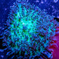Corellamorph - Fluffy  Morph Coral WYSIWYG 4cm Corellamorph - Fluffy  Morph Coral WYSIWYG 4cm Animals & Pet Supplies Corellamorph - Fluffy  Morph Coral WYSIWYG 4cm Zeo Box Reef