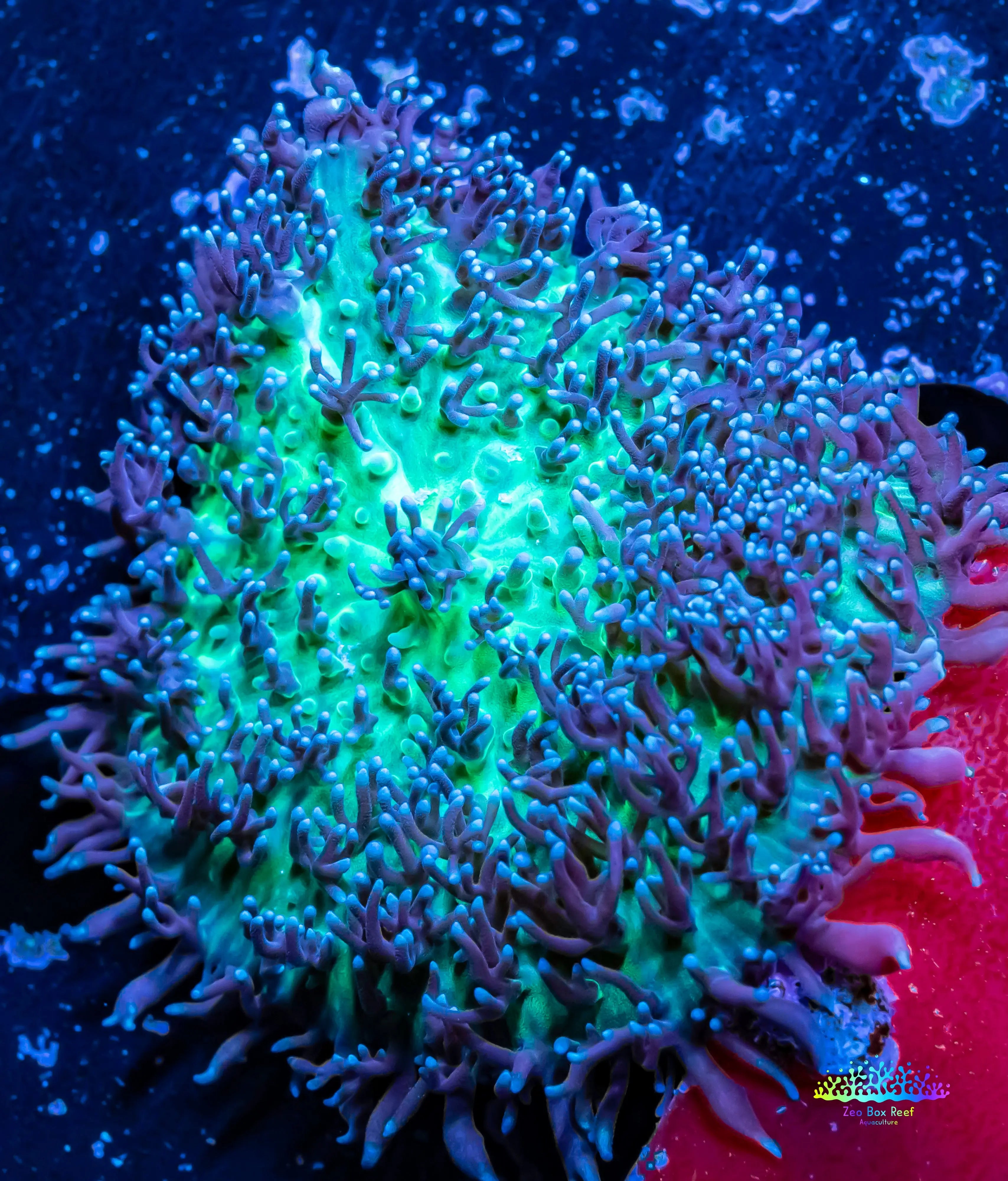 Buy Vibrant Corellamorph Corals - Shrooms, Morphs, Discosoma Coral at ...