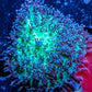 Corellamorph - Fluffy  Morph Coral WYSIWYG 4cm Corellamorph - Fluffy  Morph Coral WYSIWYG 4cm Animals & Pet Supplies Corellamorph - Fluffy  Morph Coral WYSIWYG 4cm Zeo Box Reef