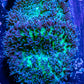 Corellamorph - Fluffy  Morph Coral WYSIWYG Corellamorph - Fluffy  Morph Coral WYSIWYG Animals & Pet Supplies Corellamorph - Fluffy  Morph Coral WYSIWYG Zeo Box Reef