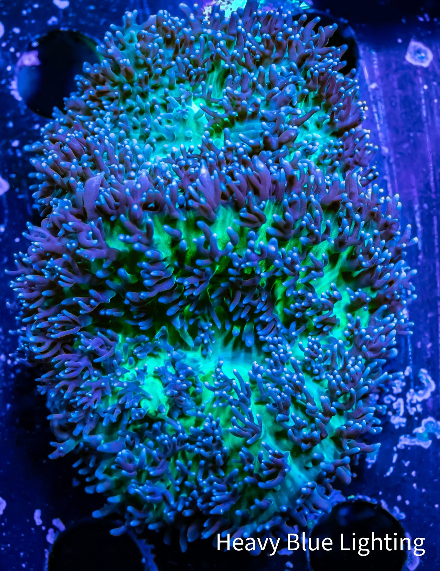 Corellamorph - Fluffy  Morph Coral WYSIWYG Corellamorph - Fluffy  Morph Coral WYSIWYG Animals & Pet Supplies Corellamorph - Fluffy  Morph Coral WYSIWYG Zeo Box Reef