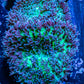 Corellamorph - Fluffy  Morph Coral WYSIWYG Corellamorph - Fluffy  Morph Coral WYSIWYG Animals & Pet Supplies Corellamorph - Fluffy  Morph Coral WYSIWYG Zeo Box Reef