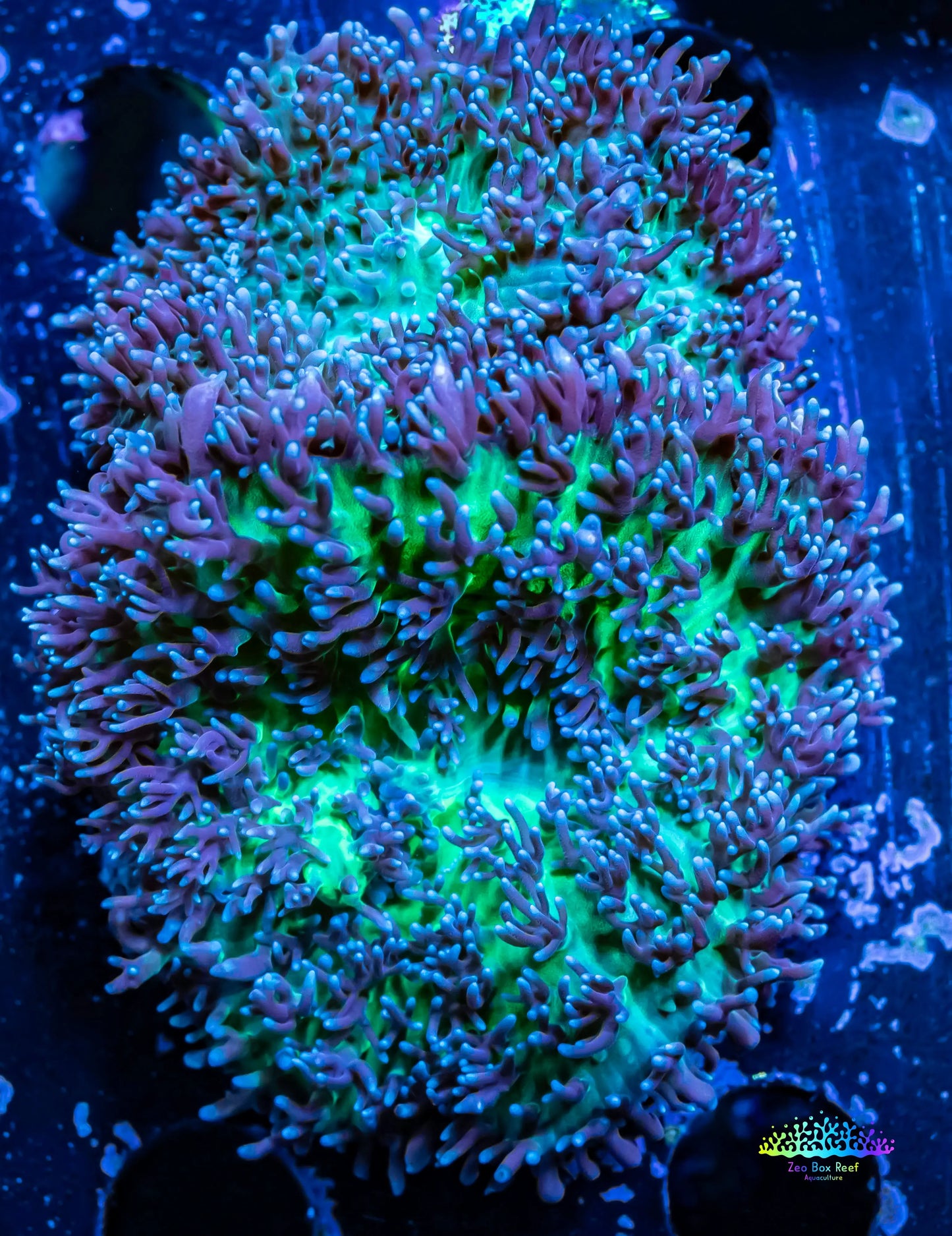 Corellamorph - Fluffy  Morph Coral WYSIWYG Corellamorph - Fluffy  Morph Coral WYSIWYG Animals & Pet Supplies Corellamorph - Fluffy  Morph Coral WYSIWYG Zeo Box Reef