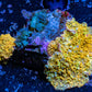 Corellamorph - Gold Rush Morph Coral WYSIWYG 4cm Corellamorph - Gold Rush Morph Coral WYSIWYG 4cm Animals & Pet Supplies Corellamorph - Gold Rush Morph Coral WYSIWYG 4cm Zeo Box Reef