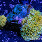 Corellamorph - Gold Rush Morph Coral WYSIWYG 4cm Corellamorph - Gold Rush Morph Coral WYSIWYG 4cm Animals & Pet Supplies Corellamorph - Gold Rush Morph Coral WYSIWYG 4cm Zeo Box Reef