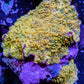 Corellamorph - Gold Rush Morph Coral WYSIWYG Corellamorph - Gold Rush Morph Coral WYSIWYG Animals & Pet Supplies Corellamorph - Gold Rush Morph Coral WYSIWYG Zeo Box Reef