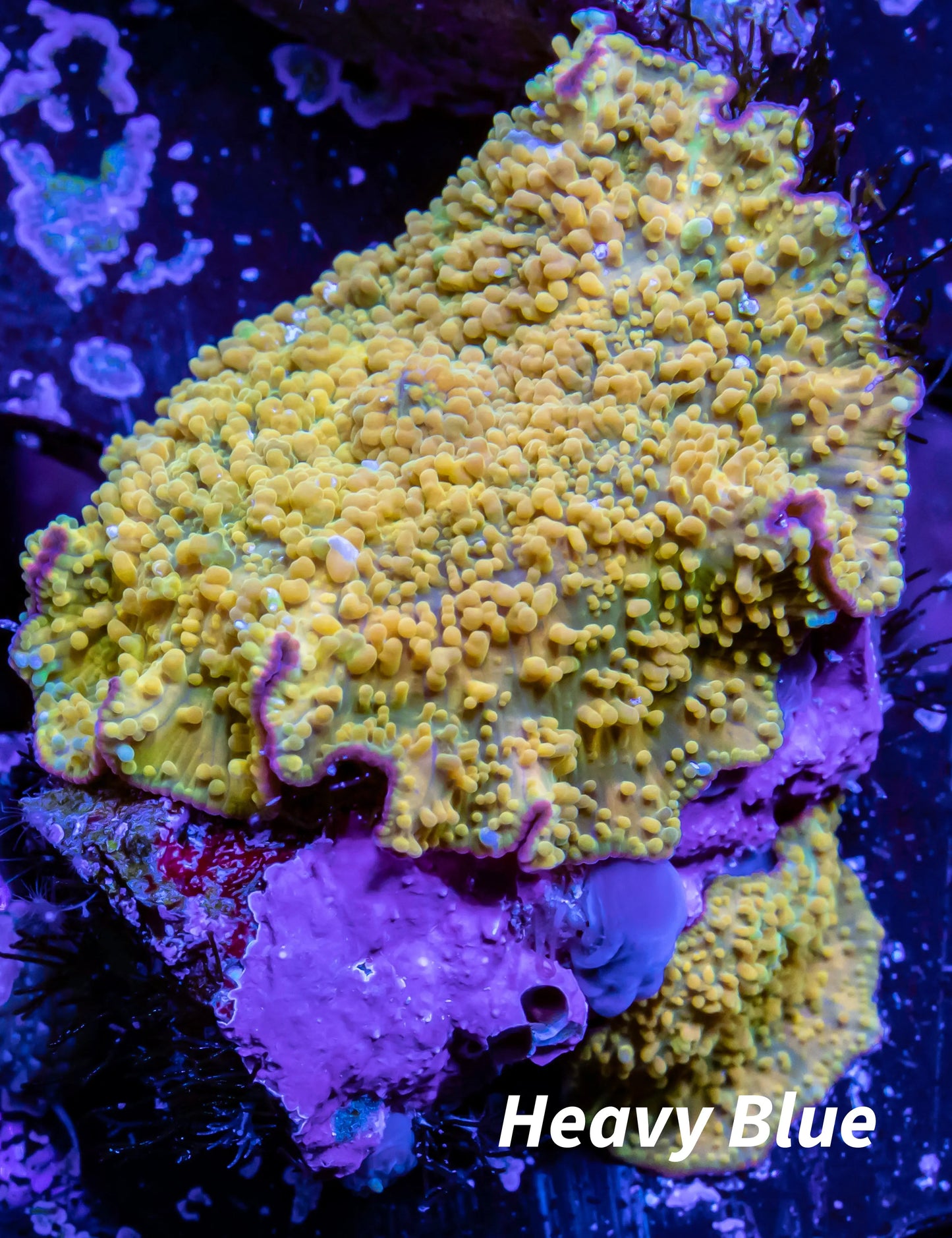 Corellamorph - Gold Rush Morph Coral WYSIWYG Corellamorph - Gold Rush Morph Coral WYSIWYG Animals & Pet Supplies Corellamorph - Gold Rush Morph Coral WYSIWYG Zeo Box Reef