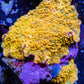 Corellamorph - Gold Rush Morph Coral WYSIWYG Corellamorph - Gold Rush Morph Coral WYSIWYG Animals & Pet Supplies Corellamorph - Gold Rush Morph Coral WYSIWYG Zeo Box Reef