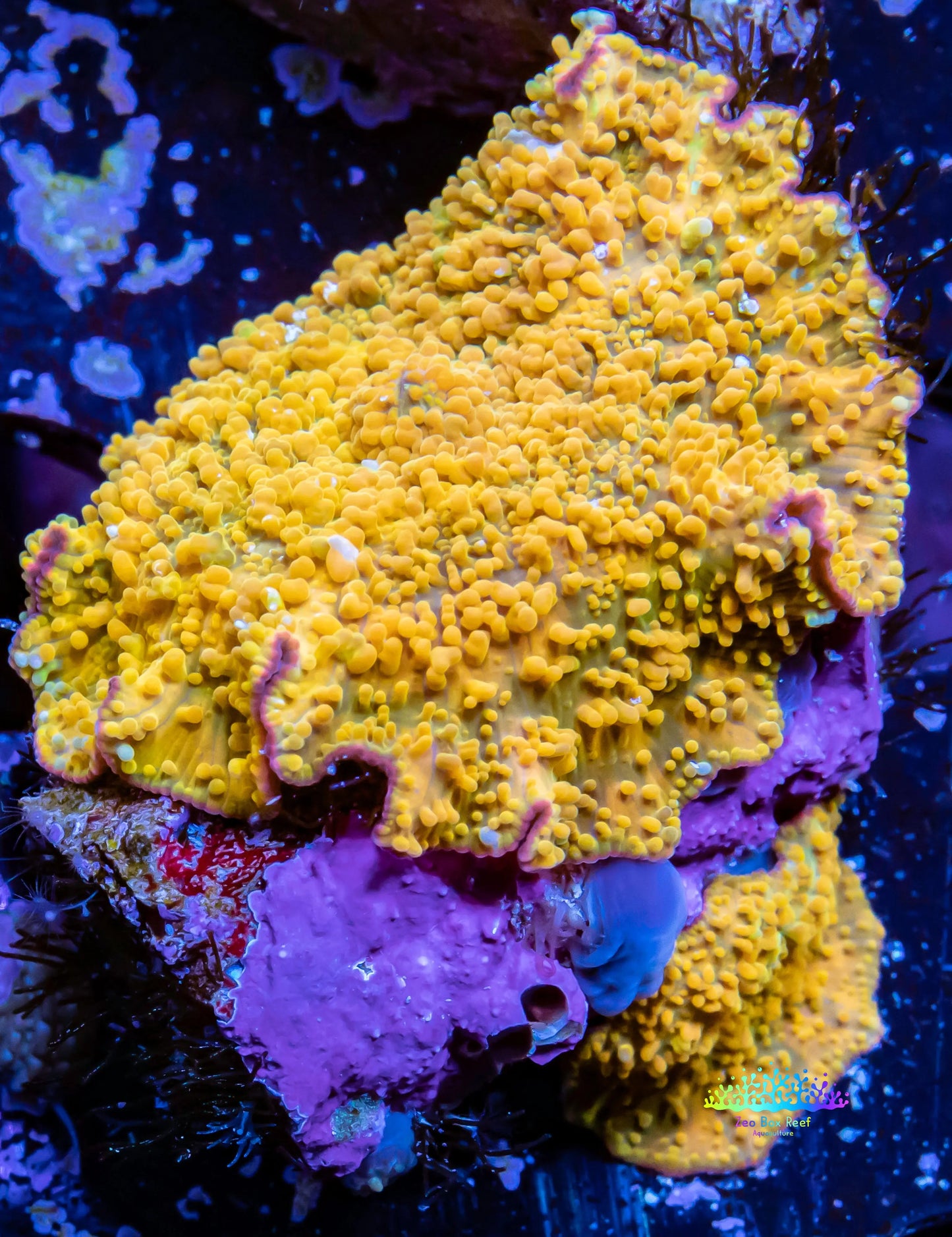 Corellamorph - Gold Rush Morph Coral WYSIWYG Corellamorph - Gold Rush Morph Coral WYSIWYG Animals & Pet Supplies Corellamorph - Gold Rush Morph Coral WYSIWYG Zeo Box Reef