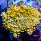 Corellamorph - Gold Rush Mushroom Coral WYSIWYG Corellamorph - Gold Rush Mushroom Coral WYSIWYG Animals & Pet Supplies Corellamorph - Gold Rush Mushroom Coral WYSIWYG Zeo Box Reef
