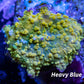 Corellamorph - Gold Rush Mushroom Coral WYSIWYG Corellamorph - Gold Rush Mushroom Coral WYSIWYG Animals & Pet Supplies Corellamorph - Gold Rush Mushroom Coral WYSIWYG Zeo Box Reef