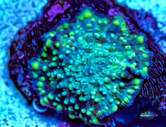 Corellamorph - Neon Green Spot Morph Coral Pup WYSIWYG 0.5cm Corellamorph - Neon Green Spot Morph Coral Pup WYSIWYG 0.5cm Animals & Pet Supplies Corellamorph - Neon Green Spot Morph Coral Pup WYSIWYG 0.5cm Zeo Box Reef