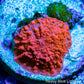 Corellamorph - Red  Morph Pup WYSIWYG 0.5cm Corellamorph - Red  Morph Pup WYSIWYG 0.5cm Animals & Pet Supplies Corellamorph - Red  Morph Pup WYSIWYG 0.5cm Zeo Box Reef